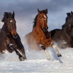 Peinture sur toile Chevaux Au Galop En Hiver – Image 1