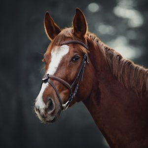 Peinture sur toile Cheval Sur Le Fond De La Forêt – Image 1