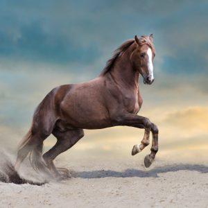 Peinture sur toile Cheval Majestueux Dans Le Désert – Image 1