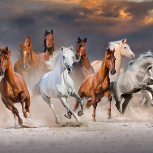 Peinture sur toile Chevaux Dans Le Désert – Image 1