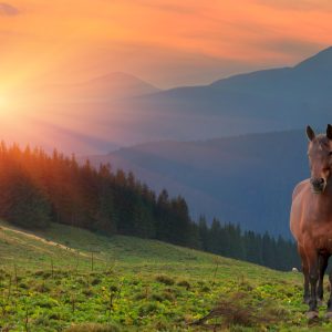 Peinture sur toile Cheval Sur Fond De Coucher De Soleil – Image 1