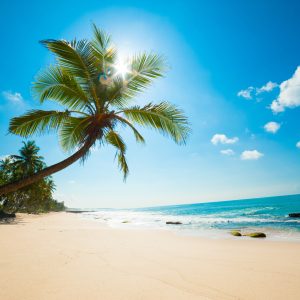 Peinture sur toile Plage Blanche Avec Palmier – Image 1