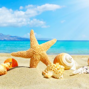 Peinture sur toile Plage De La Mer Et Coquillages – Image 1