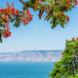 Peinture sur toile Paysage Avec La Mer Et Les Arbres – Image 1