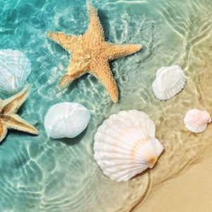 Peinture sur toile Étoiles Et Coquillages Dans La Mer – Image 1