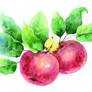 Peinture sur toile Pommes Peintes À L'aquarelle – Image 1