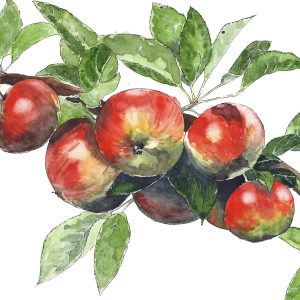 Peinture sur toile Pommes Sur La Branche – Image 1