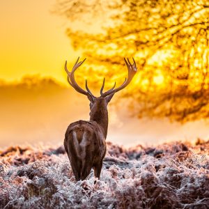 Peinture sur toile Cerf Au Lever Du Soleil – Image 1