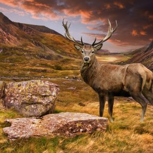 Peinture sur toile Cerf Dans Les Montagnes – Image 1