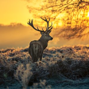 Peinture sur toile Cerf Le Matin – Image 1