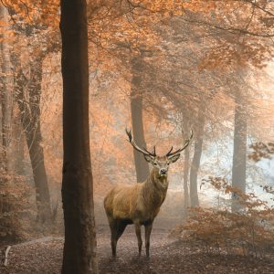 Peinture sur toile Cerf Dans La Forêt D'automne – Image 1