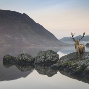 Peinture sur toile Cerf Au Bord Du Lac – Image 1