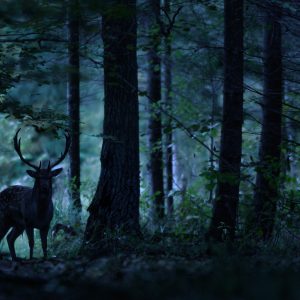 Peinture sur toile Un Cerf Dans Une Forêt Sombre – Image 1