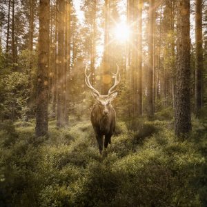 Peinture sur toile Cerf Et Rayons Du Soleil – Image 1
