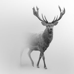 Peinture sur toile Cerf En Noir Et Blanc – Image 1