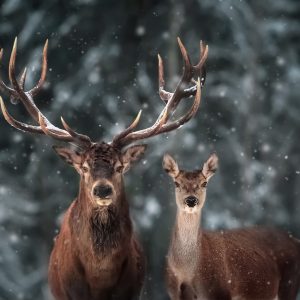 Peinture sur toile Cerf Et Cerf En Hiver – Image 1