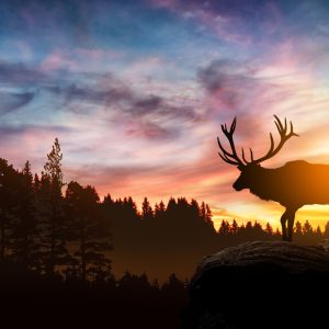 Peinture sur toile Cerf Au Coucher Du Soleil – Image 1