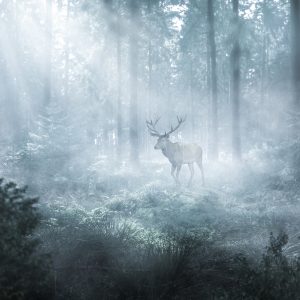 Peinture sur toile Un Cerf Dans Une Forêt Sombre – Image 1