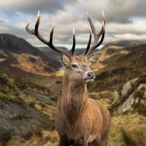 Peinture sur toile Cerf Sur Fond De Montagnes – Image 1