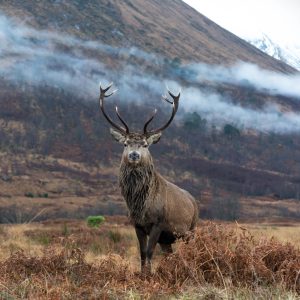 Peinture sur toile Le Cerf Majestueux Sur Fond De Montagnes – Image 1