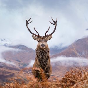 Peinture sur toile Cerf Et Montagnes D'hiver – Image 1