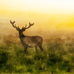 Peinture sur toile Un Cerf Et Un Matin Brumeux – Image 1