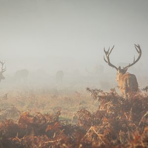 Peinture sur toile Cerf Dans Le Brouillard – Image 1