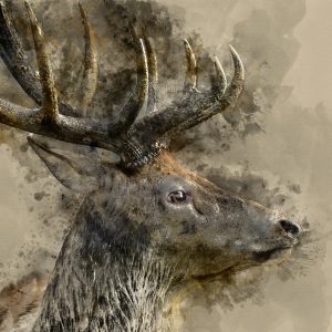 Peinture sur toile Cerf Aux Gros Bois – Image 1