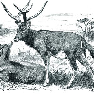 Peinture sur toile Croquis Avec Des Cerfs – Image 1