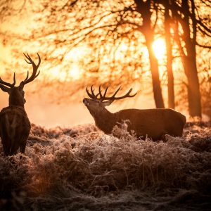 Peinture sur toile Cerf Le Matin – Image 1