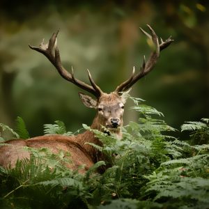Peinture sur toile Un Cerf Dans Le Vert – Image 1