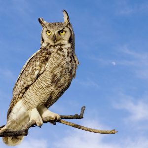 Peinture sur toile Oiseau De Proie Contre Le Ciel – Image 1