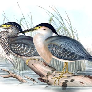 Peinture sur toile Oiseaux Au Dessus De L'eau – Image 1