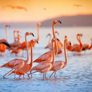 Peinture sur toile Oiseaux Flamants Roses – Image 1