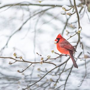 Peinture sur toile Oiseau Rouge – Image 1