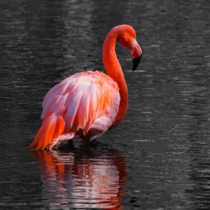 Peinture sur toile Flamants Roses Dans L'eau – Image 1