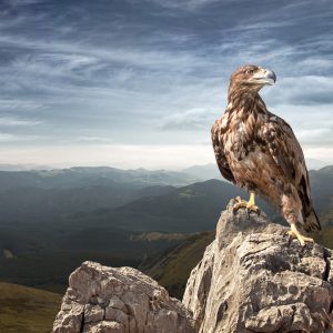 Peinture sur toile Aigle Au Sommet De La Montagne – Image 1