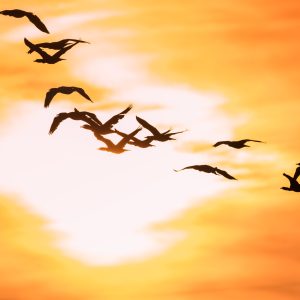 Peinture sur toile Oiseaux Cormorans – Image 1