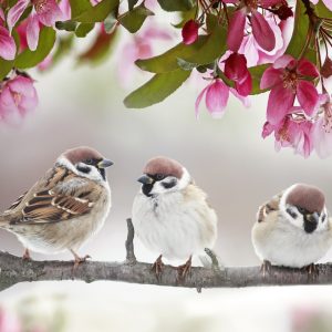 Peinture sur toile Moineaux Oiseaux – Image 1