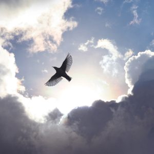 Peinture sur toile Oiseau Sur Fond De Ciel – Image 1