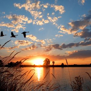 Peinture sur toile Oiseaux Au Coucher Du Soleil – Image 1