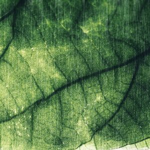 Peinture sur toile Texture De Feuille Abstraite – Image 1