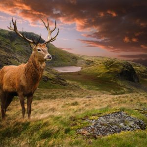 Peinture sur toile Un Cerf Sur Fond De Ciel Nuageux – Image 1