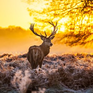 Peinture sur toile Cerf Au Soleil Du Matin – Image 1