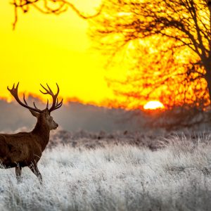 Peinture sur toile Un Cerf Sur Fond De Soleil Levant – Image 1