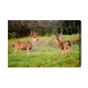 Peinture sur toile Deux Jeunes Cerfs – Image 2