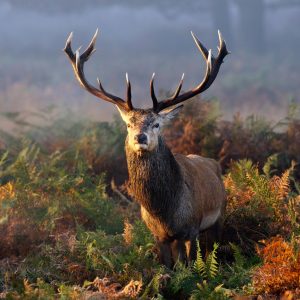 Peinture sur toile Un Cerf Impressionnant Parmi La Végétation Forestière – Image 1