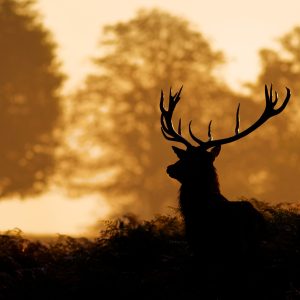 Peinture sur toile Cerf Dans La Forêt – Image 1