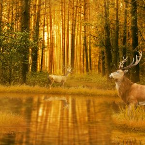 Peinture sur toile Un Cerf Au Bord Du Lac Dans La Forêt – Image 1