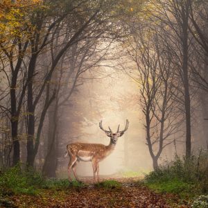 Peinture sur toile Un Cerf Au Milieu De La Forêt – Image 1